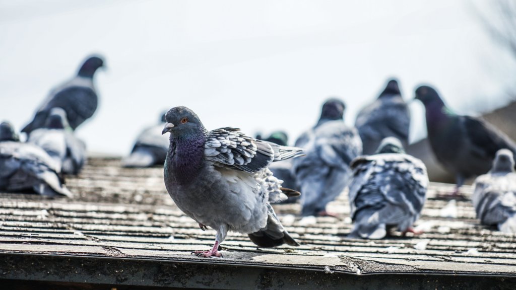 bird control service preventing pigeons on building balcony