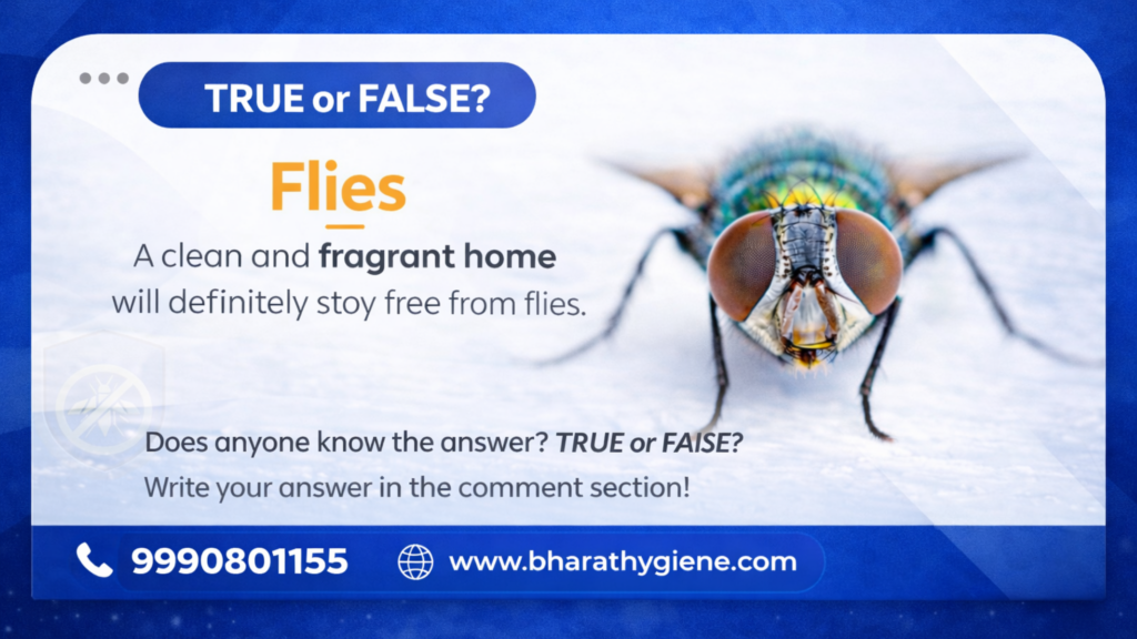 Flies in home pest control awareness showing housefly close-up