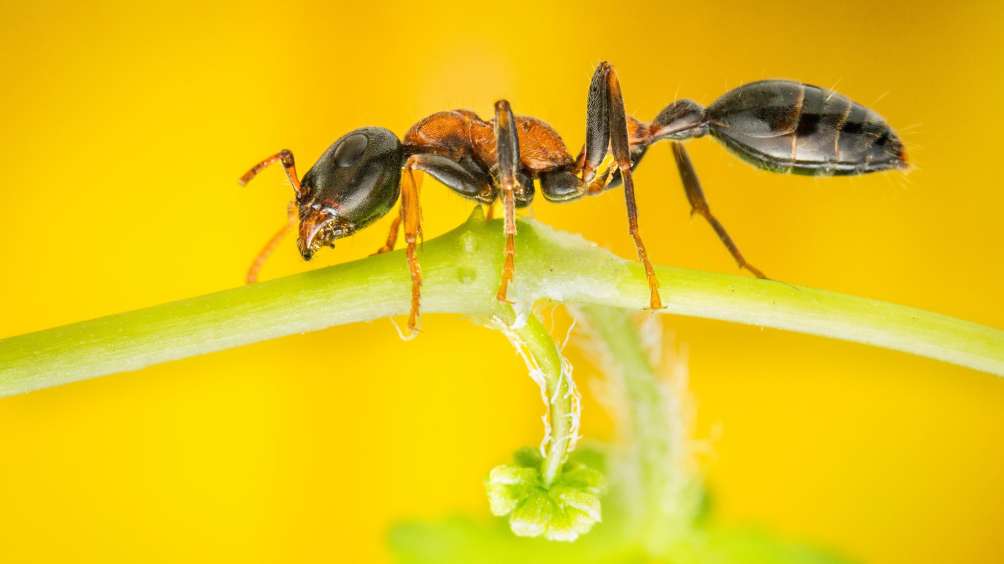 ant control service removing ants infestation from home kitchen and garden