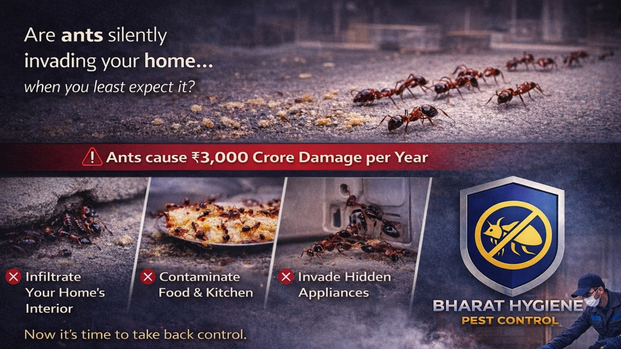 ant infestation in kitchen with professional ants pest control treatment