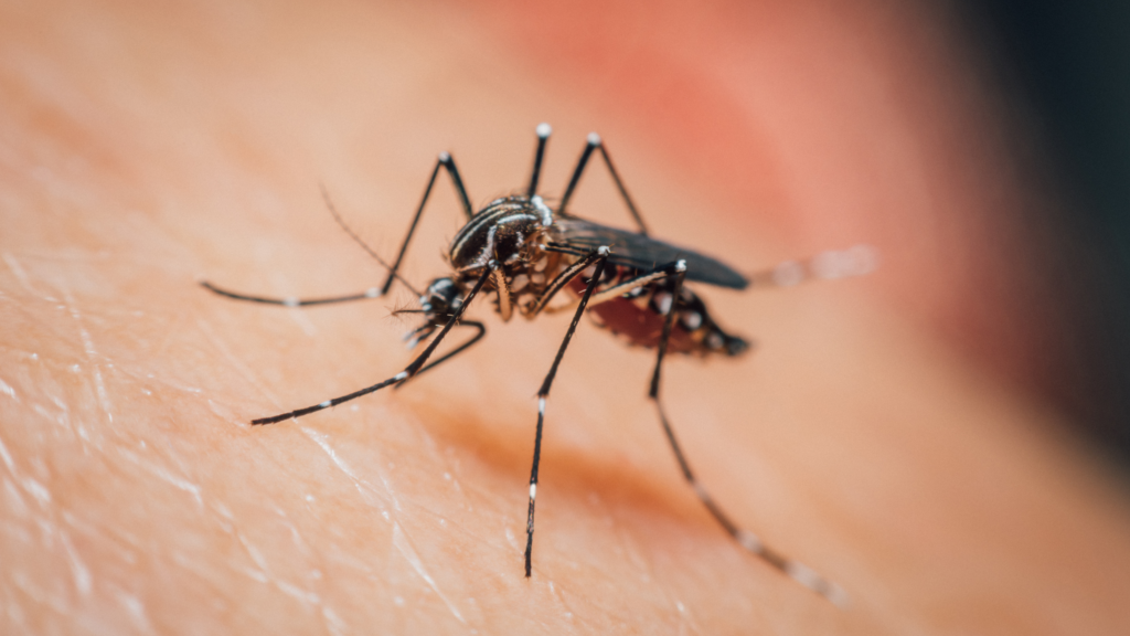 mosquito control service treatment to remove mosquitoes from home