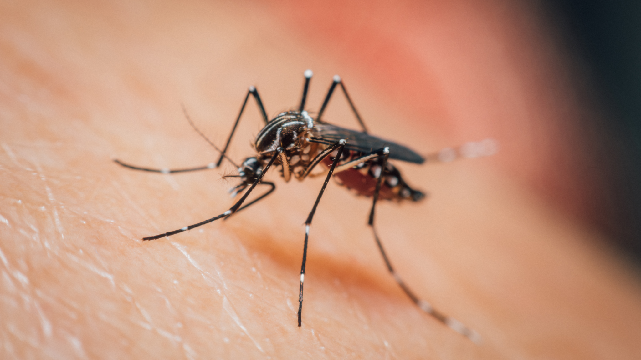 mosquito control service treatment to remove mosquitoes from home